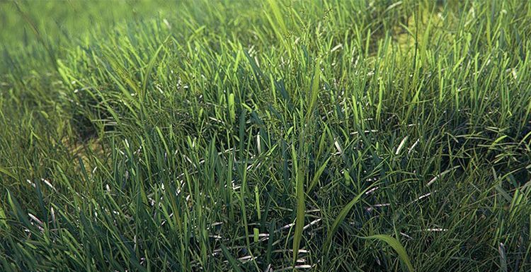 Using V-Ray For 3ds Max To Create A Real Grass Field